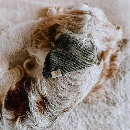 Bandana Chiens & Chats