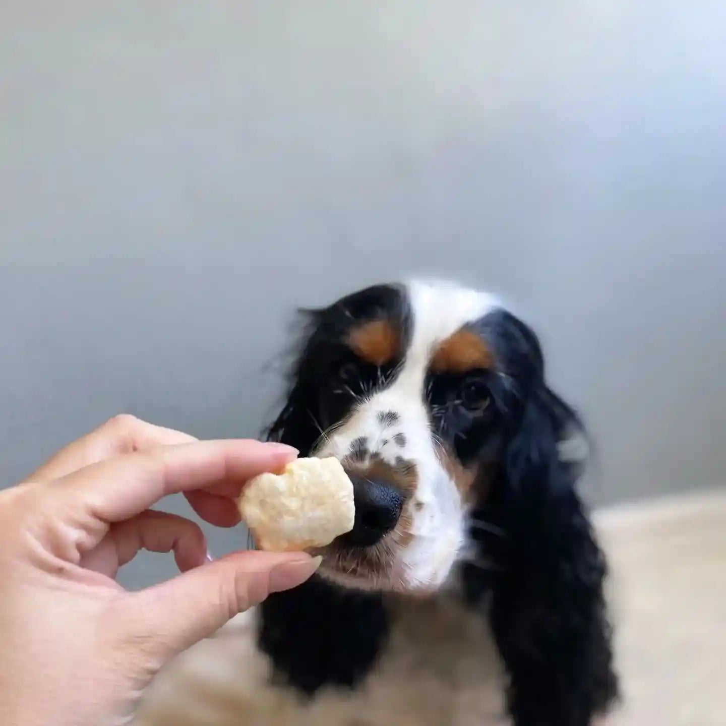 Pop's de fromage soufflés - Évident