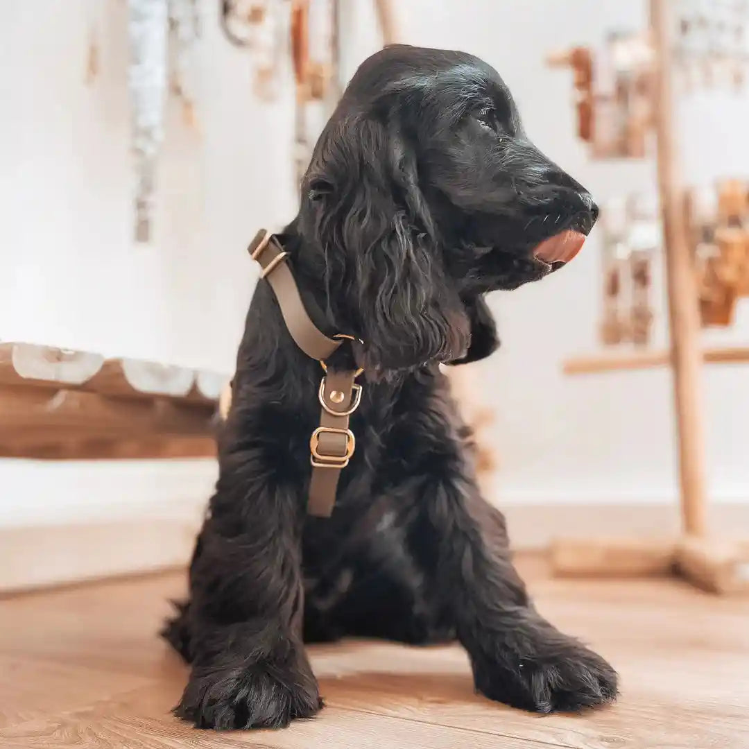 Harnais en Biothane de forme Y