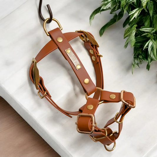 Harnais en Biothane de forme Y