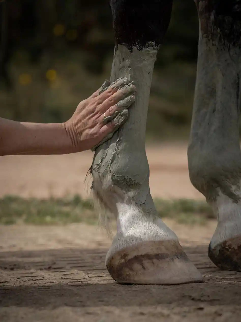 Argile Verte Chevaux - Drainage et Détox en sachets Nellumbo, idéale pour la circulation sanguine et la récupération équine après l'effort.
