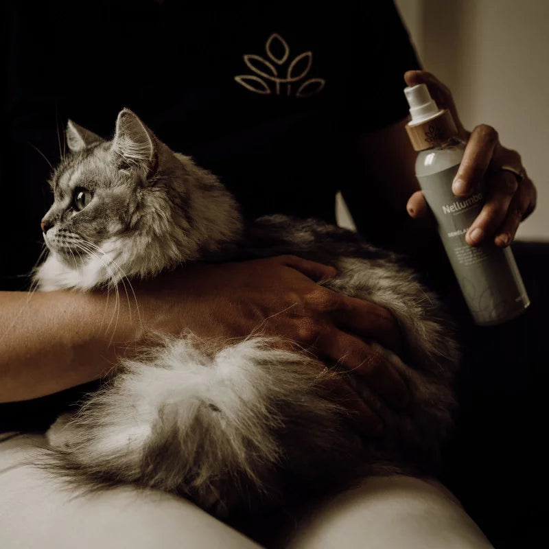 Pour les chats