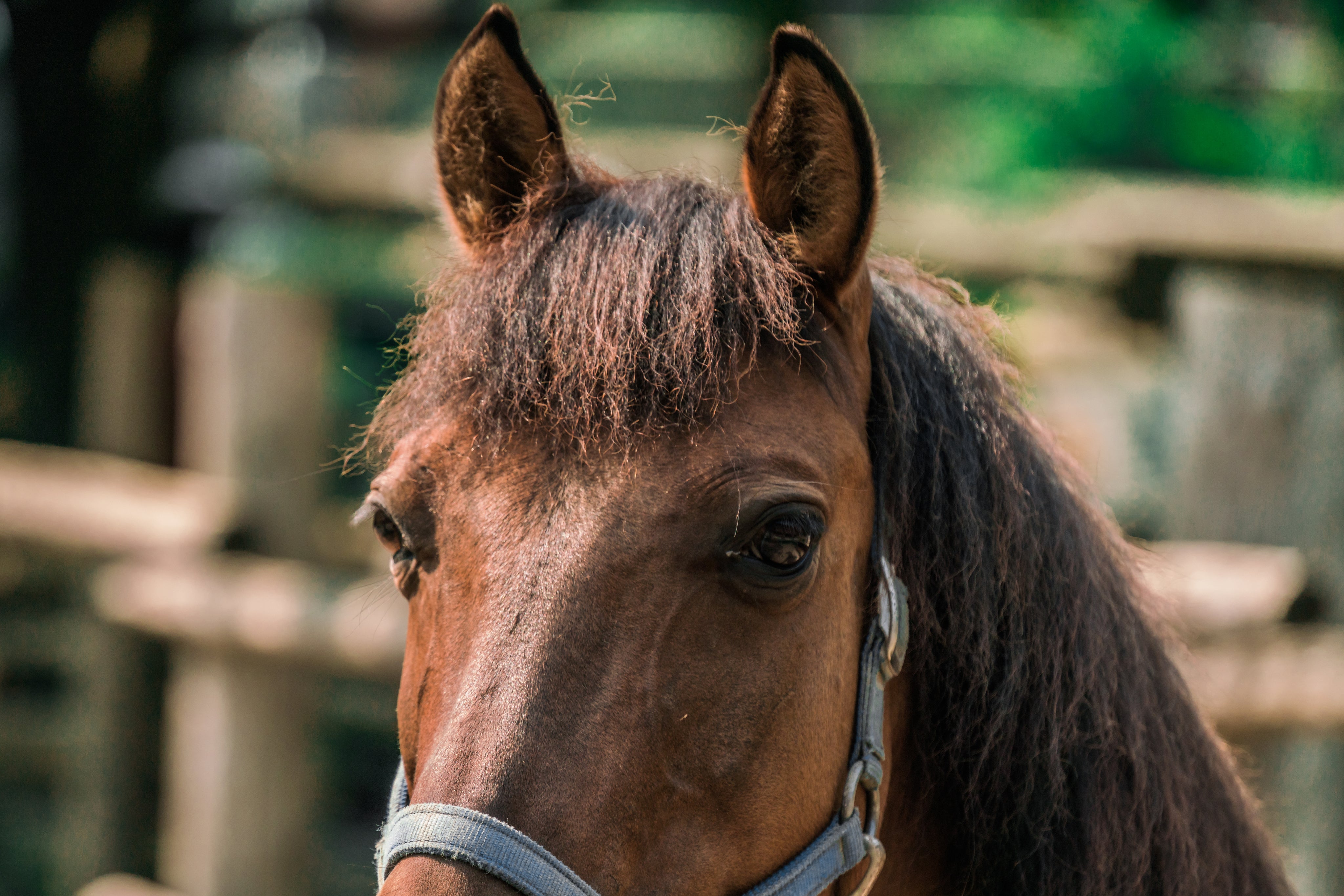 Pour les chevaux